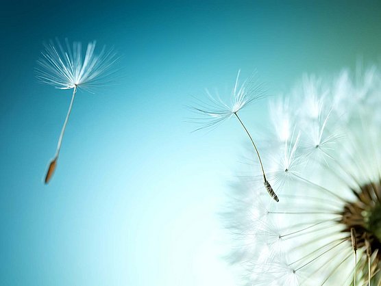 Antworten auf häufige Fragen rund um Allergien und AIT Nahaufnahme eines Löwenzahns vor einem glatten blauen Hintergrund. Zwei Samen schweben in der Luft, wobei zarte, dünne Strukturen sichtbar sind. Die rechte Seite des Bildes zeigt einen Teil des kugelförmigen Samenkopfes des Löwenzahns.